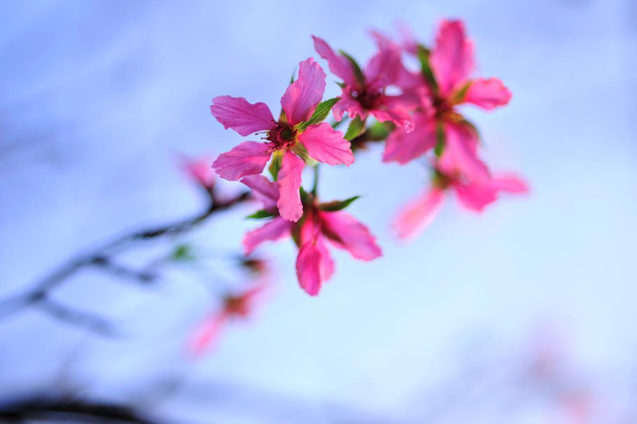 Flower Free花自在 Zhoulan Zewnętrze zdjęcie